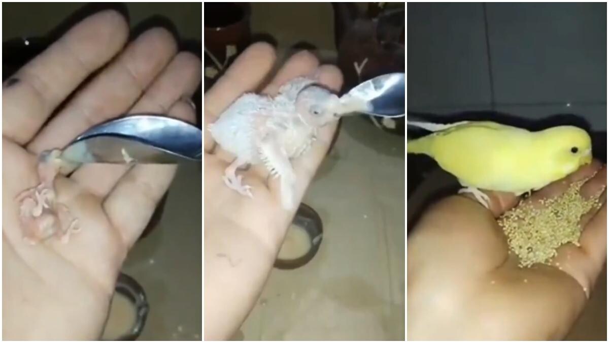 Man Raises Baby Parrot After Its Mother S Death Internet Loves Heartwarming Viral Video Trending News News Man Raises Baby Parrot After Its Mother S Death Internet Loves Heartwarming Viral Video Trending News News