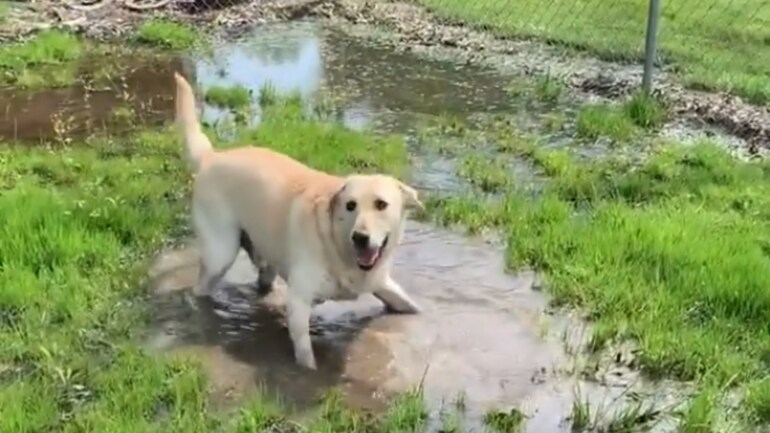 Dog With Cerebellar Hypoplasia Enjoys Puddle In Viral Video His Pure Joy Has Internet Smiling Wide Trending News News Dog With Cerebellar Hypoplasia Enjoys Puddle In Viral Video His Pure Joy Has Internet Smiling Wide Trending News News