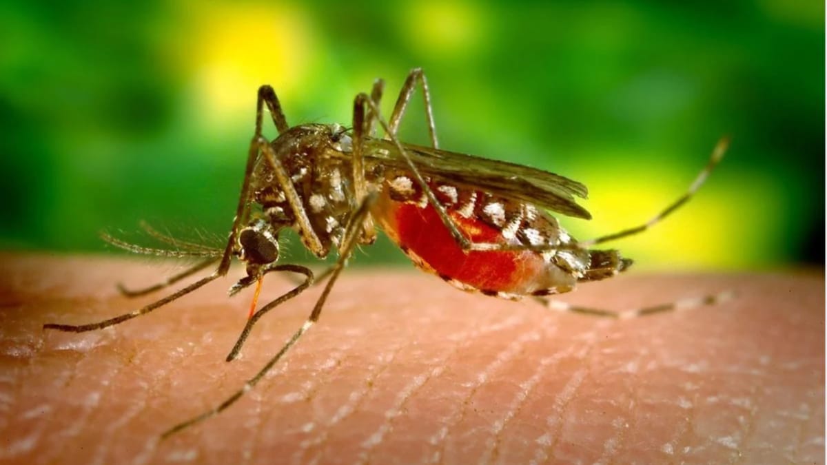 What Does A Dengue Mosquito Bite Look Like All You Need To Know Information News