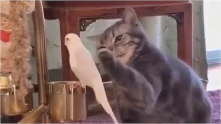 think cats and birds can be friends