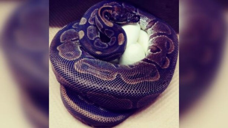 62 year old python laid 7 eggs without
