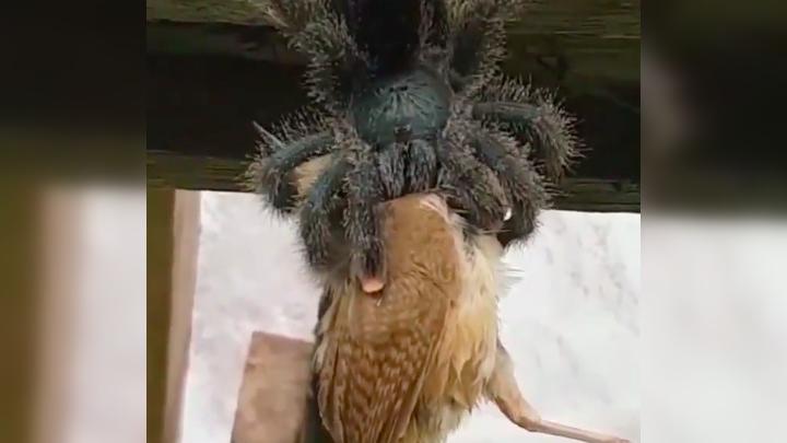 tarantula eating a bird