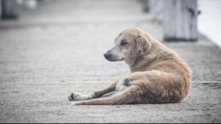 https://akm-img-a-in.tosshub.com/indiatoday/images/story/202009/stray__dogs_pti-770x433_0_0_1200x768.jpeg?ZOEbkKuRMRFa4cauGqw9OlpHiuQzdzIS&size=770:433 https://akm-img-a-in.tosshub.com/indiatoday/images/story/202009/stray__dogs_pti-770x433_0_0_1200x768.jpeg?ZOEbkKuRMRFa4cauGqw9OlpHiuQzdzIS&size=770:433