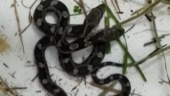 Two-headed snake found inside a home. Photo: Facebook/ Jeannie Wilson