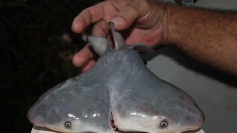 Firsherman Finds Double Headed Baby Shark Off Palghar Coast In Maharashtra Cities News Firsherman Finds Double Headed Baby Shark Off Palghar Coast In Maharashtra Cities News