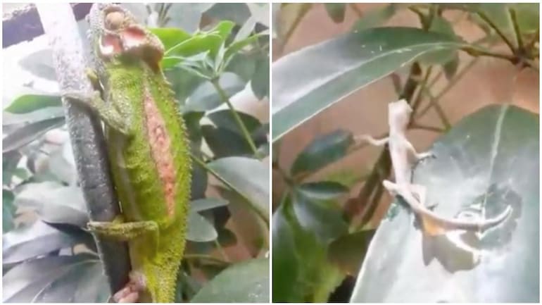Viral Video Of Chameleon Giving Birth To Baby Leaves Internet With A Lot Of Questions Trending News News