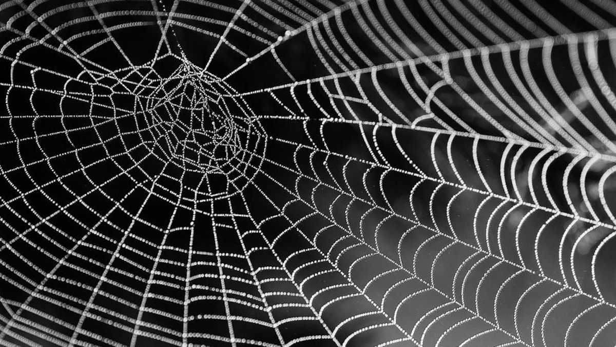 Where to deals buy spider webs