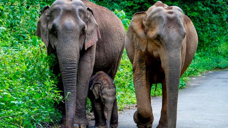 Kaziranga National Park-cbseinsights.com