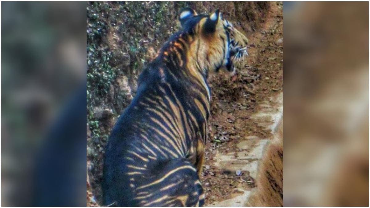 Rare black tiger in Odisha clicked by amateur photographer. Old ...