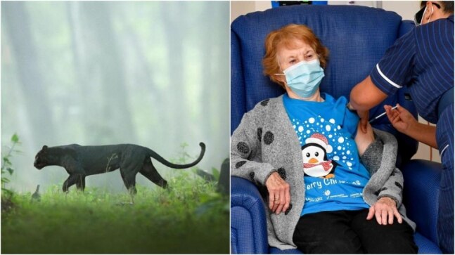 10 crazy viral photos of 2020, Black Panther in Kabini to UK woman getting vaccine shot - Vimarsana News