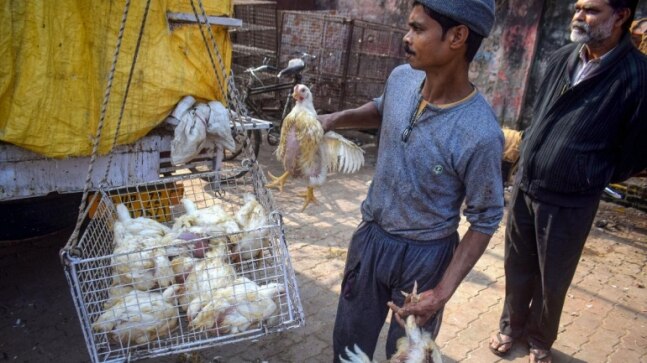 SOPs, helpline, closures, bans: India steps up vigil as bird flu outbreak spreads to 8 states, Delhi - Vimarsana News
