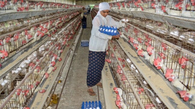 Poultry sales hit by up to 50% across north India as bird flu scare grows - Vimarsana News