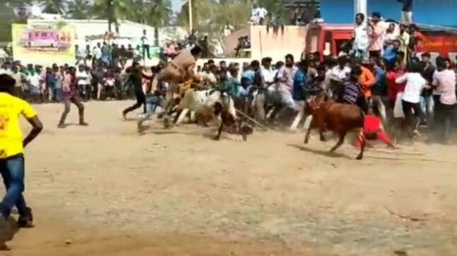 Watch: Speeding bull throws cop in air at Jallikattu event in Vellore - Vimarsana News