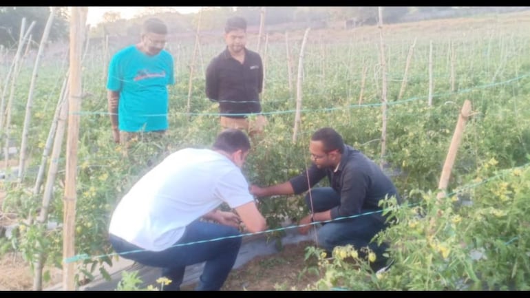 MS Dhoni's farm vegetables to be sent to Dubai, preparations for sending consignments in final stage - Sports News