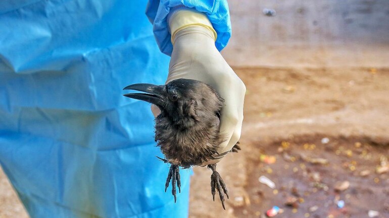 Despite dead crows, Delhiites take bird flu lightly - India News
