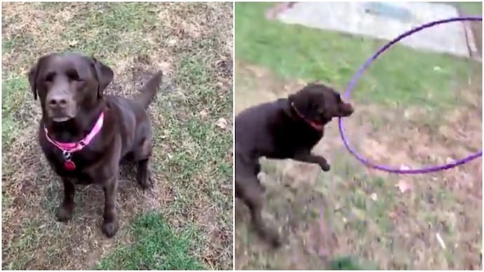 Dog gets new hula hoop from hooman after old one gets broken in pawdorable video. Watch