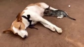 Kitten feeds on milk from nursing dog Kitten feeds on milk from nursing dog