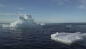 University of Leeds, new study on ice, global ice loss, ice loss, satellite data, polar ice sheets, natural habitat, Antarctica, Greenland, climate, global warming, IPCC, sea level, rise in temperature, atmosphere, ocean, coastal community, glaciers