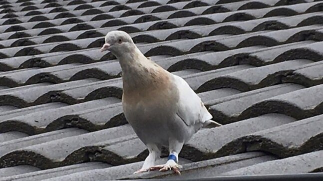 'Fake' US leg band may save pigeon from getting killed in Australia over quarantine rules - Vimarsana News