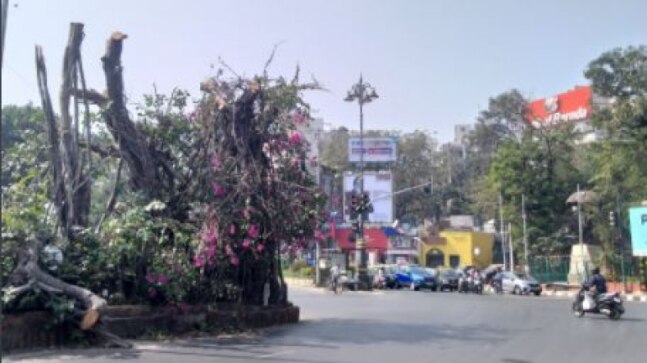 Majestic Banyan tree illegally hacked in Mumbai to improve visibility of billboards, police files case - Vimarsana News