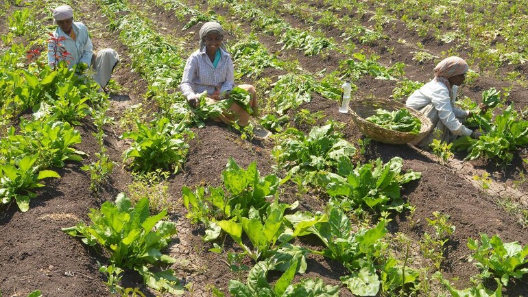 Spinach plants can now detect explosives, send email alert to researchers - SCIENCE News