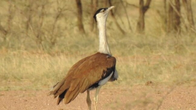 Great Indian Bustards and the dangers of electrocution - Vimarsana News
