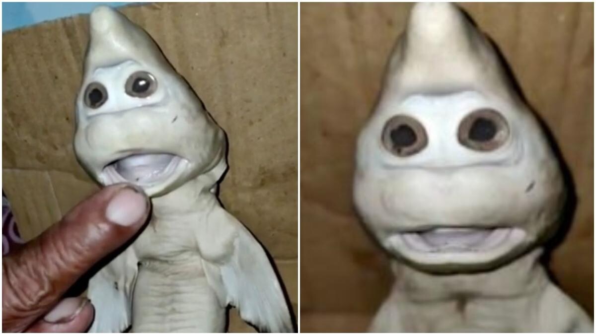 Indonesian Fisherman Catches Mutant Baby Shark With Human Like Face Viral Pics Trending News News Indonesian Fisherman Catches Mutant Baby Shark With Human Like Face Viral Pics Trending News News