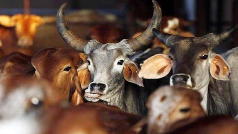 Anti-cow slaughter Bill passed in Karnataka Legislative Council