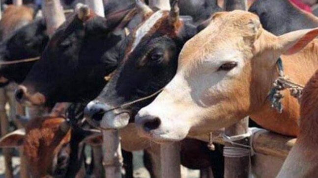 Cow a foundation of Indian economy: Gujarat Governor - Vimarsana News