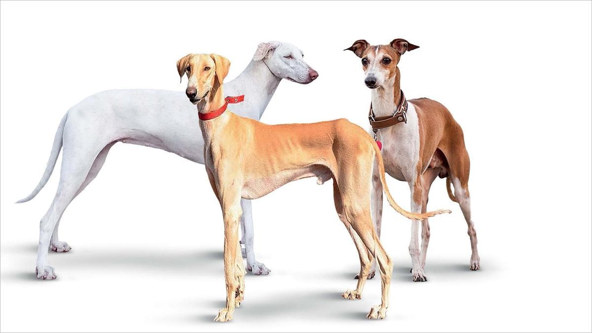 The Canine Cops - India Today