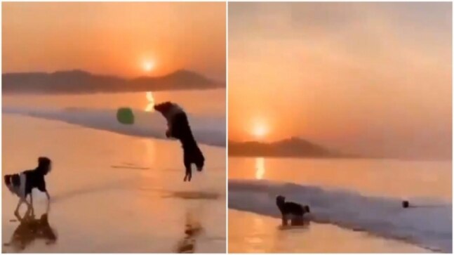 Two dogs play with a balloon on the beach in adorable viral video. Watch