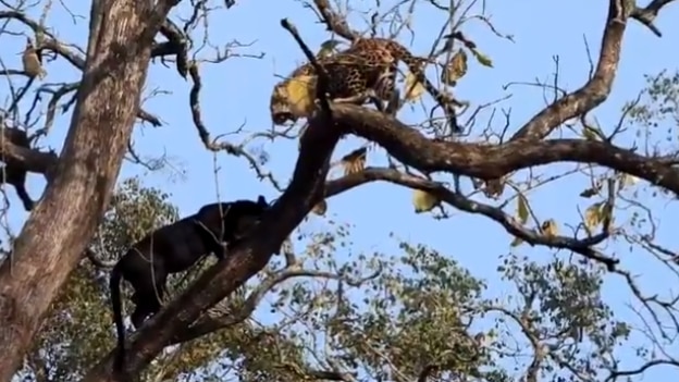 Thrilling encounter between a black panther and leopard in Kabini goes viral. Watch