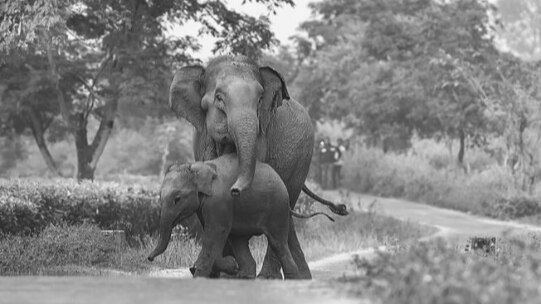 Elephant dies on railway tracks while rescuing her calf. Heartbreaking, says Twitter