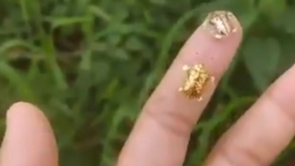 Ever Seen Golden Tortoise Beetles Viral Video Leaves Twitter Amazed Trending News News