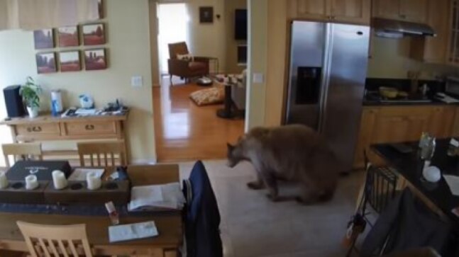 Dogs chase wild bear out of home in California in viral video. Amazing, says Internet