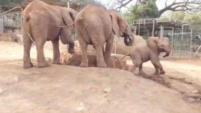 Baby elephant enjoys playing at park in Kenya in viral video. Adorable, says Internet