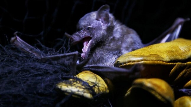 In quieter Mexico City, rare bats make an appearance