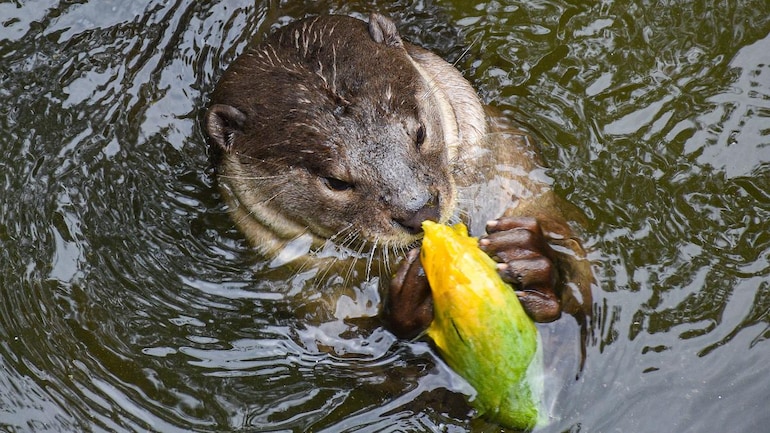 USA: Otters at Georgia Aquarium test positive for Covid-19 USA: Otters at Georgia Aquarium test positive for Covid-19