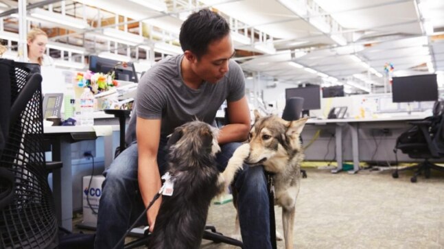 Google is officially a dog company, cats and other pets are welcome though