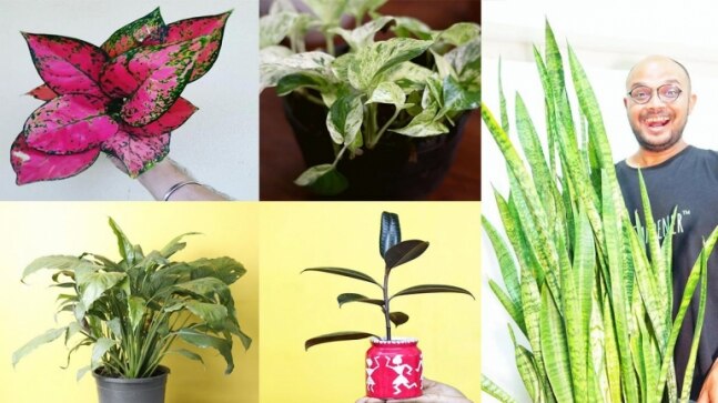Five indoor plants that look good and clean the air - Vimarsana News