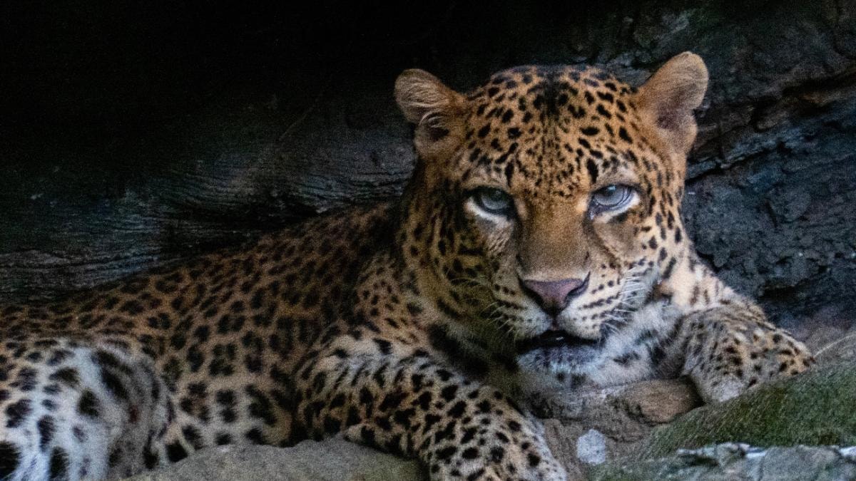 National Endangered Species Day 2021 History Significance And How To Observe Information News National Endangered Species Day 2022