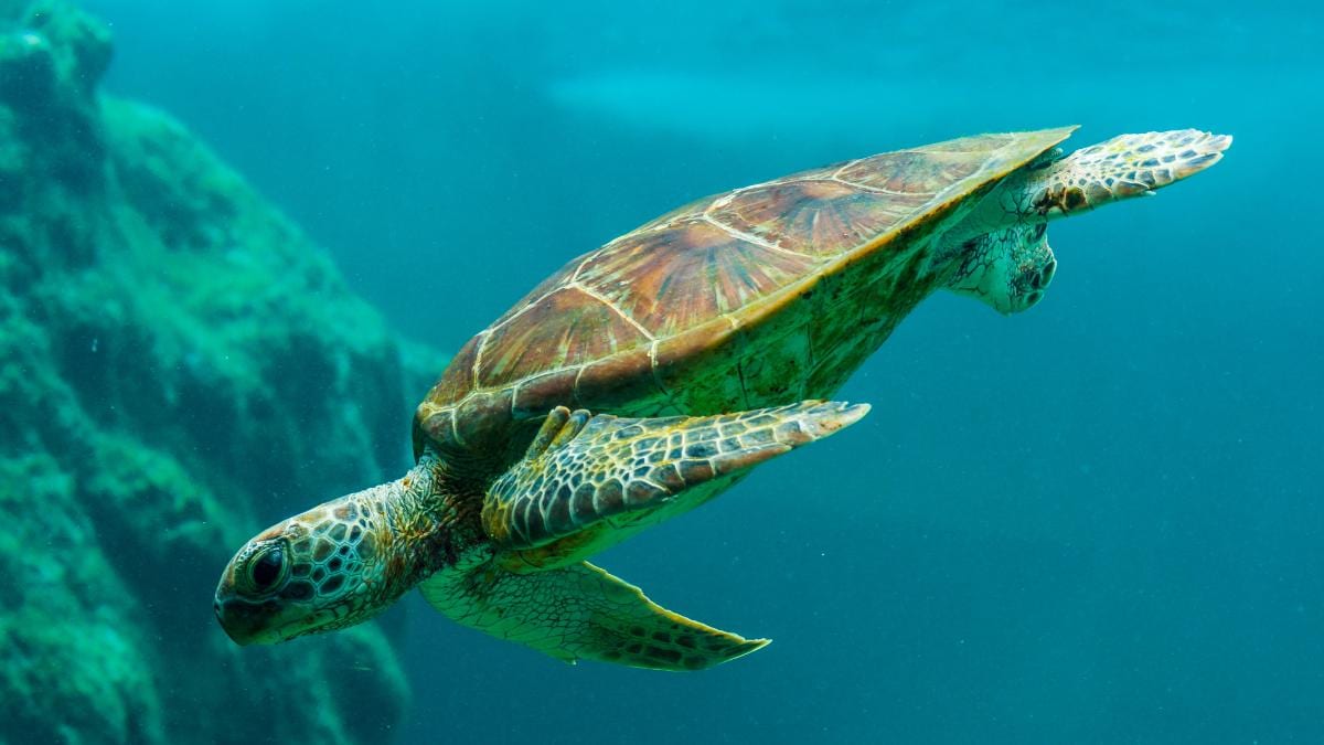 Sambutan world turtle day ditaja oleh