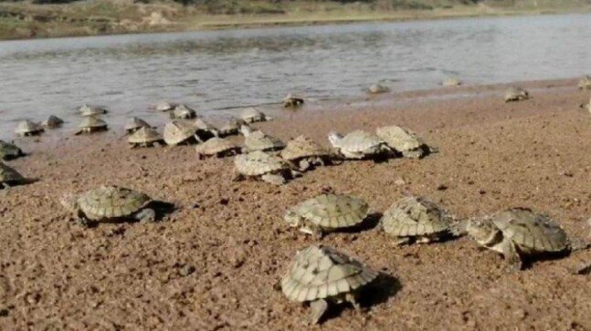 Agra: Poachers make off with two dozen baby turtles, wildlife officials hot on their trail