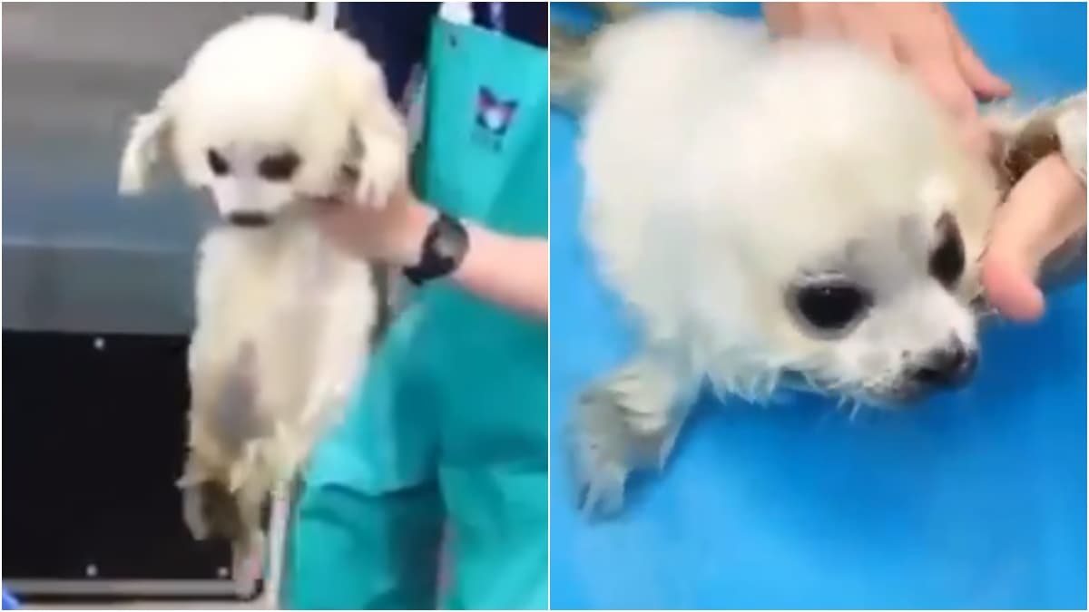 Rescued Baby Seal Takes First Swimming Lesson In Cute Viral Video Twitter Is In Love Trending News News Rescued Baby Seal Takes First Swimming Lesson In Cute Viral Video Twitter Is In Love Trending News News