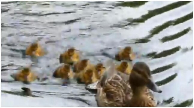 New York Police Officers help ducklings reunite with their mother. Watch viral videos
