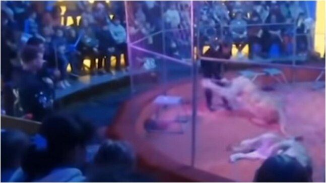 Lioness attacks trainer during circus in Russia. Terrifying viral video