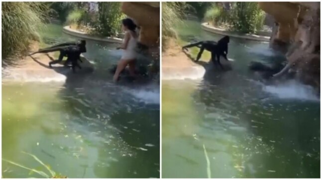 Texas woman enters enclosure at zoo to feed Cheetos to monkeys. Viral video