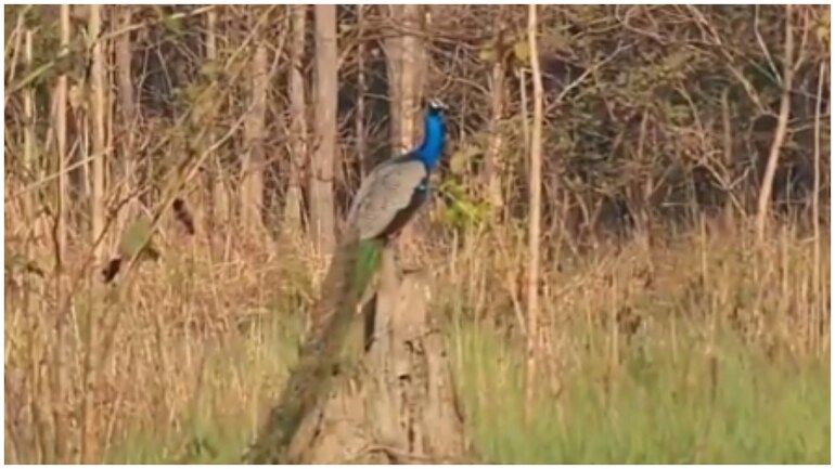 Peacock sits on prime of termite mound in video from Dudhwa Nationwide Park. Watch