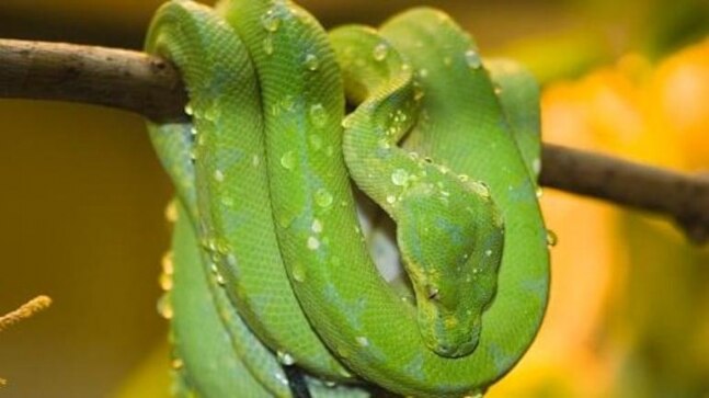 2 new multi drug-resistant bacteria found in scat of vine snake: Researchers - Vimarsana News