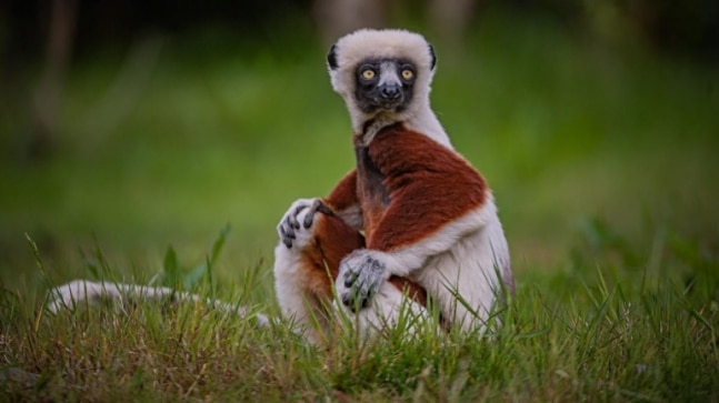 This rare video of a dancing lemur is going viral. Have you seen it?